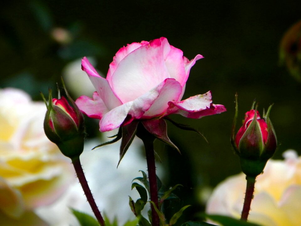 White blossom bloom