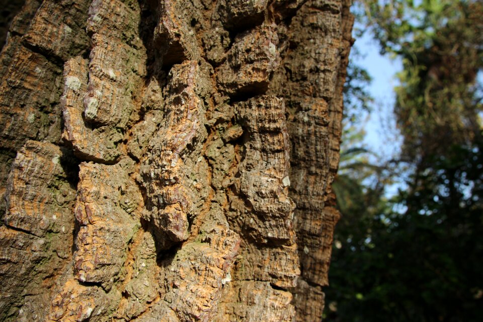 Nature structure wood