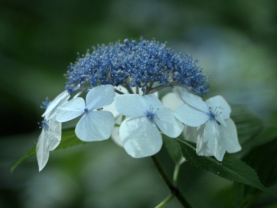 Plant rainy season natural