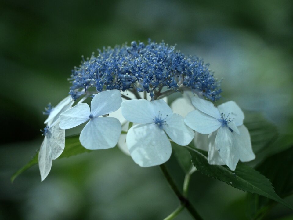 Plant rainy season natural photo