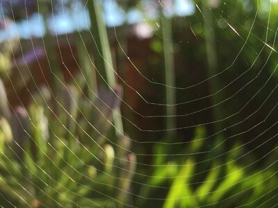Spiderweb morning insect