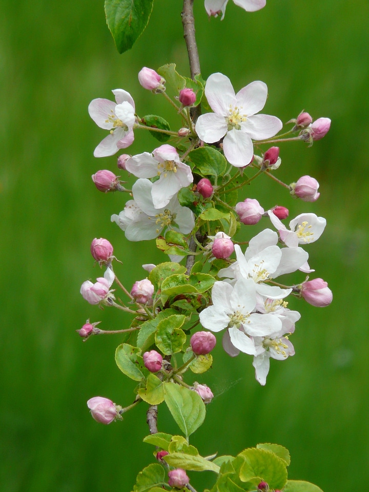 Blossom bloom apple tree photo