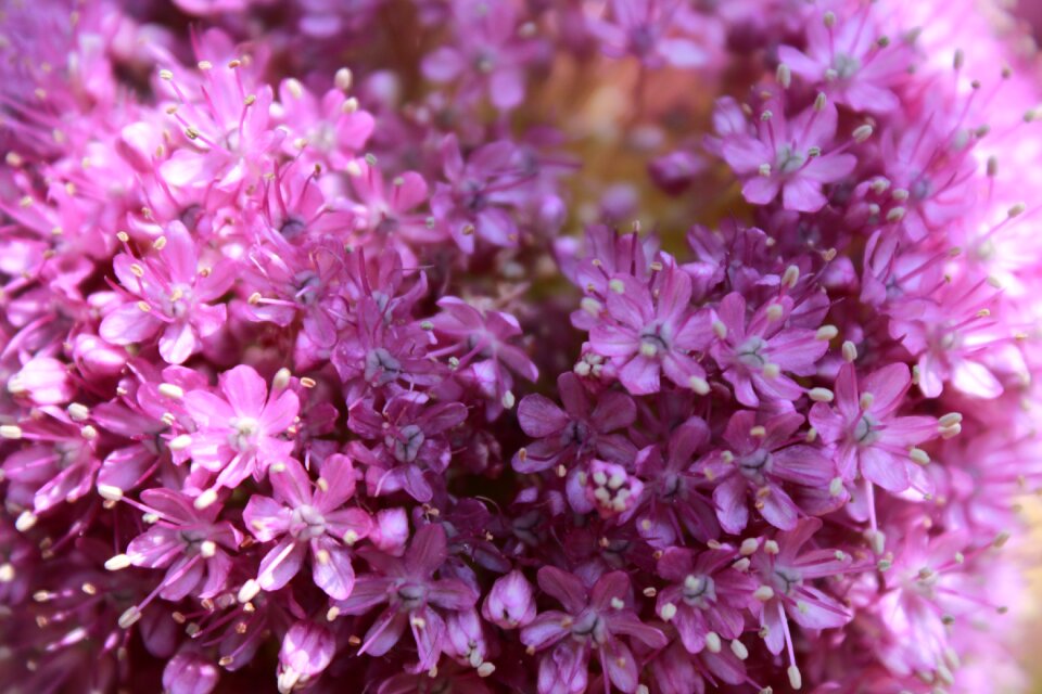 Plants tabitha free pictures