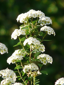 Spiraea x vanhouttei spierstrauch spiraea