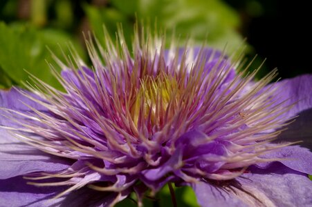 Bloom purple flower photo