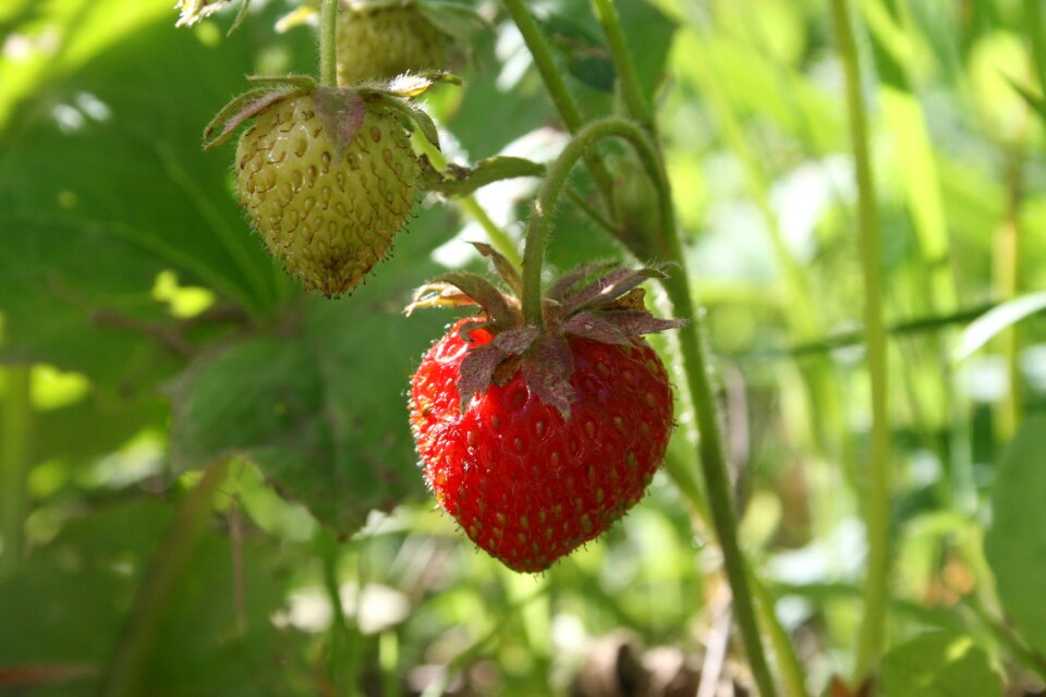 Appetizing wild strawberry red