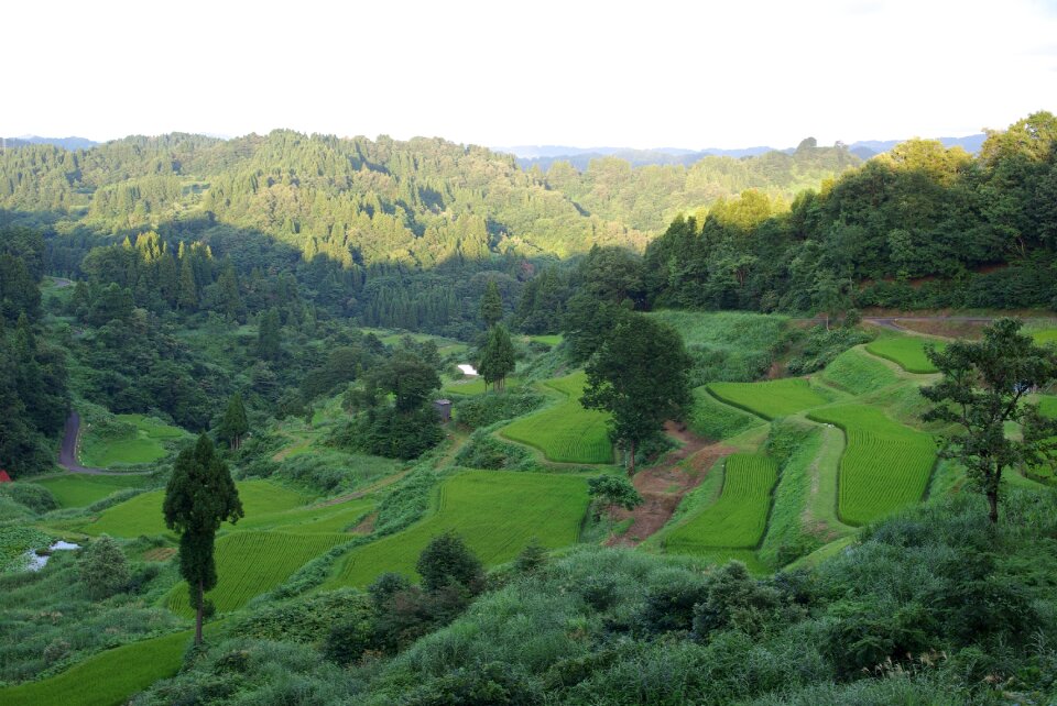 Rice terraces japan green