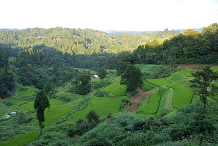 Rice terraces japan green photo