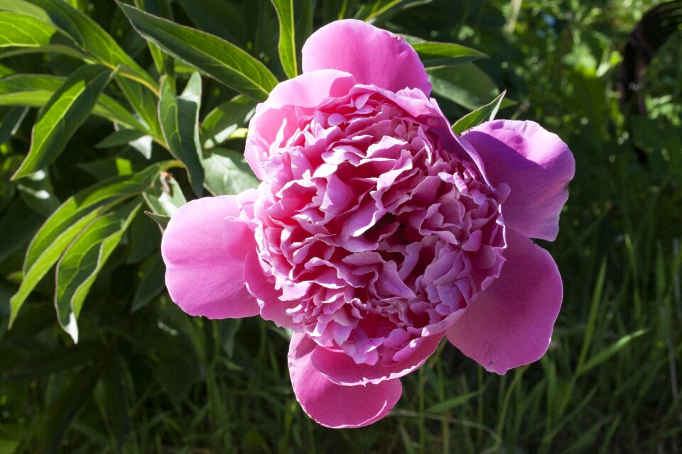 Flower pink pink flower