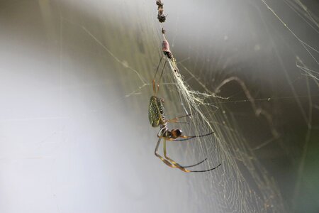 Arachnid wildlife cobweb