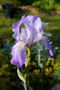 Flower spring violet