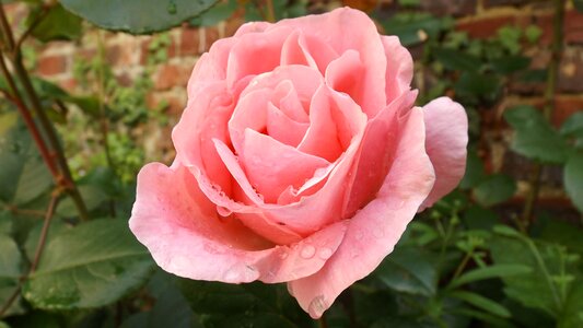 Garden rosebush pink flowers
