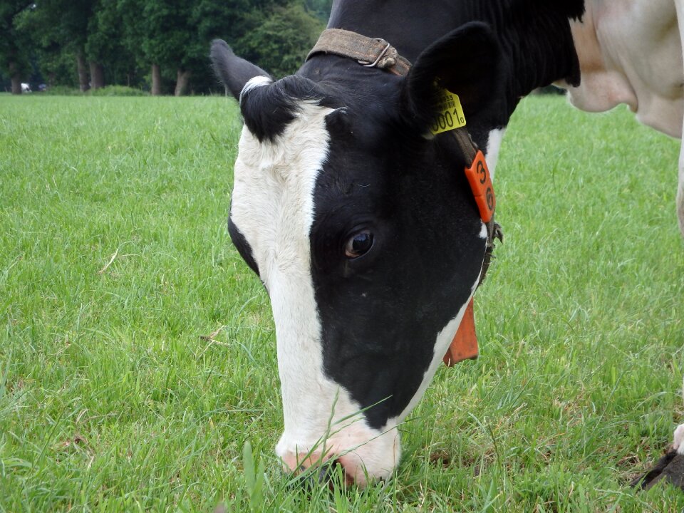 Pasture mammal whey