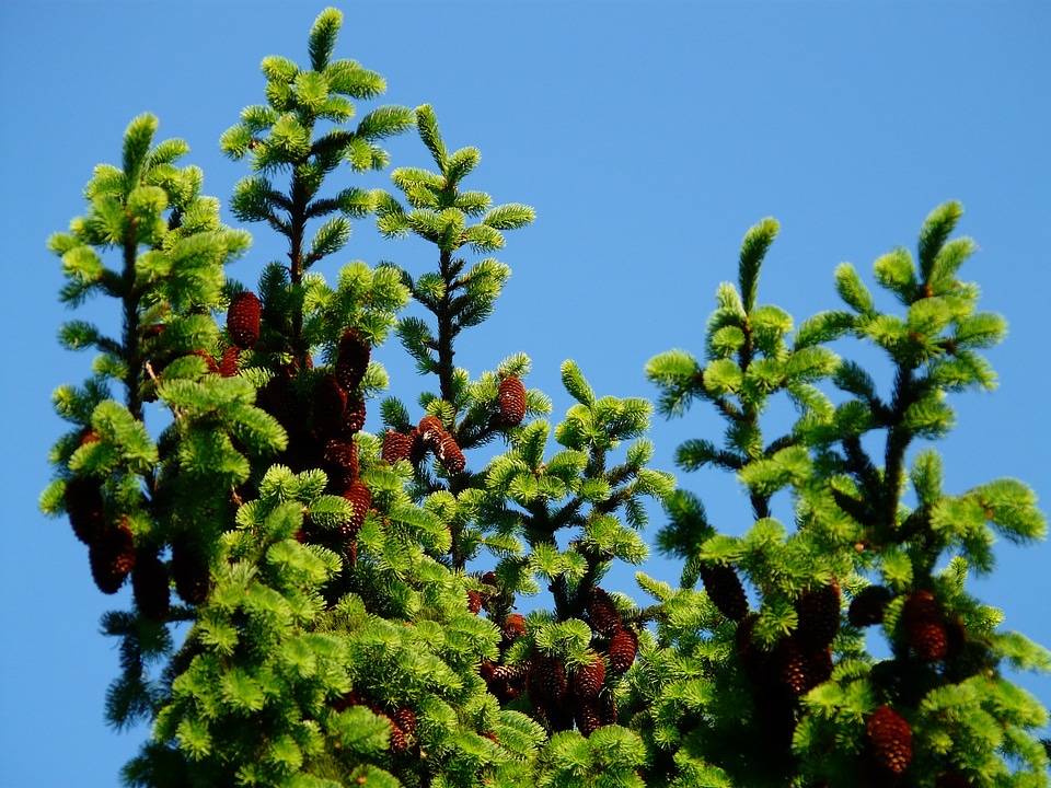Conifer common spruce picea abies