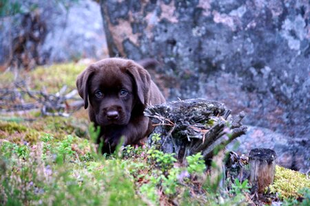 Dog puppy summer