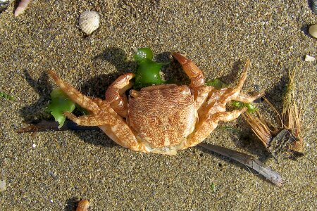 Sea crab beach photo