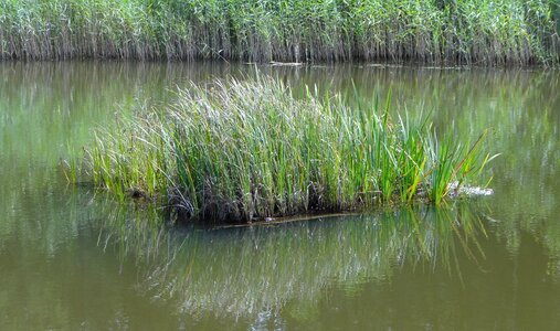 Nature grasses green