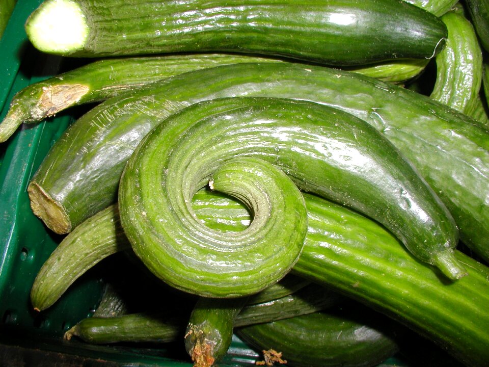 Green delicious garden cucumber