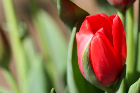 Woman gift spring