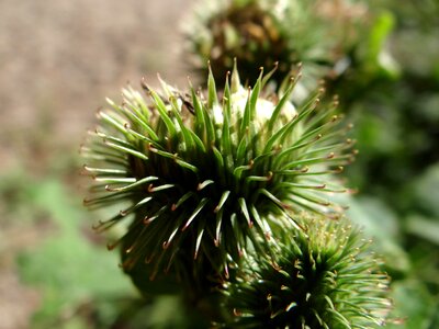 Wanted to head cats prickly liable