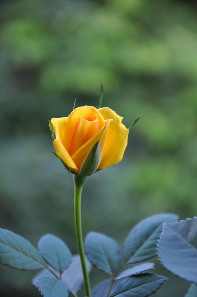 Yellow roses summer rosebud