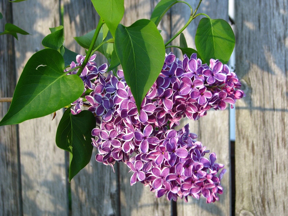 Fence rustic spring