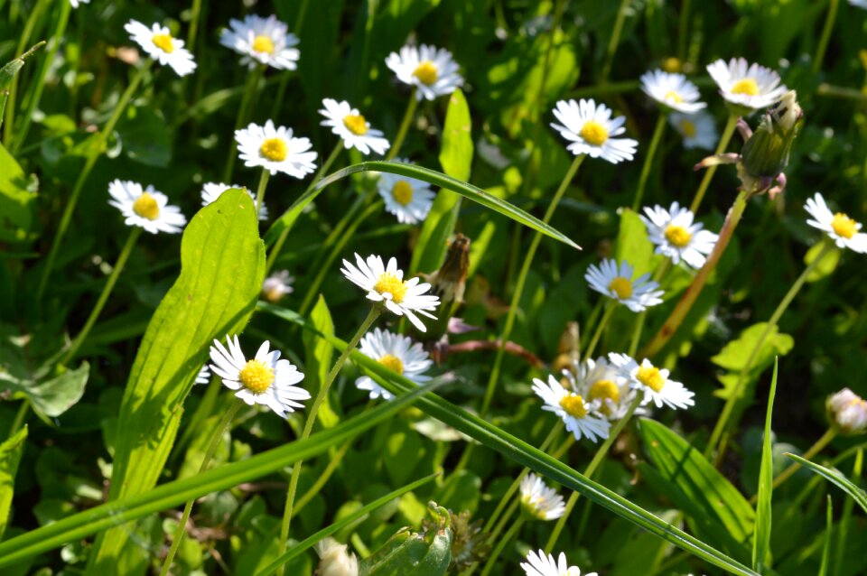Nature green flower