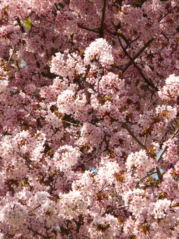 Tree japanese cherry japanese flowering cherry