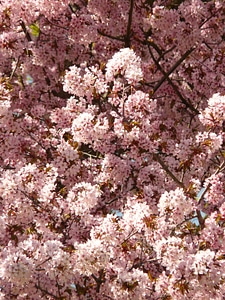 Tree japanese cherry japanese flowering cherry