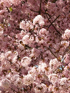 Tree japanese cherry japanese flowering cherry photo