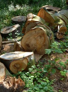 Natural colour wood slices sawn
