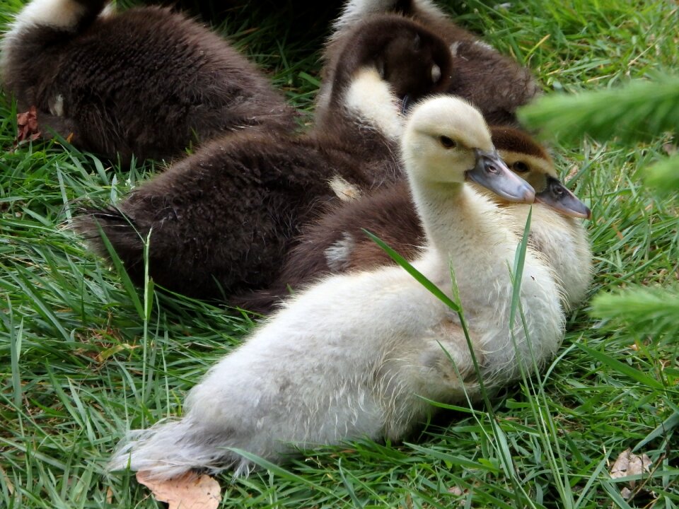 Animals nature water