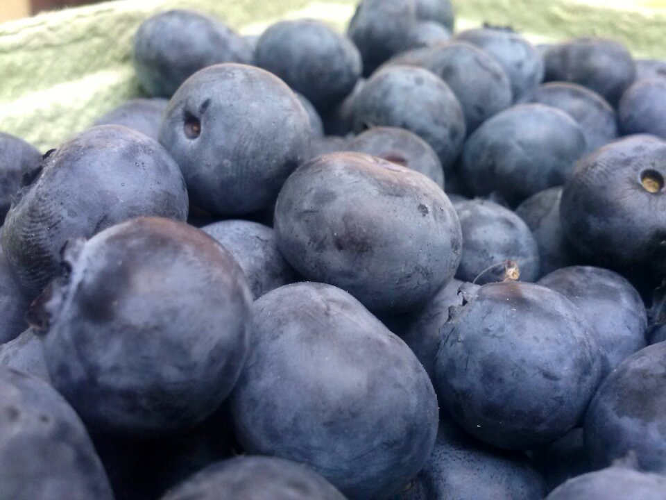 Bilberry american fruit blue fruit