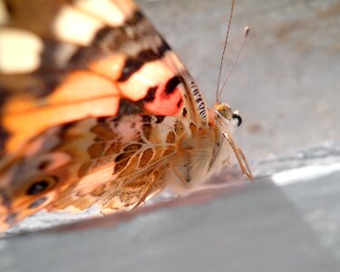 Insect wing