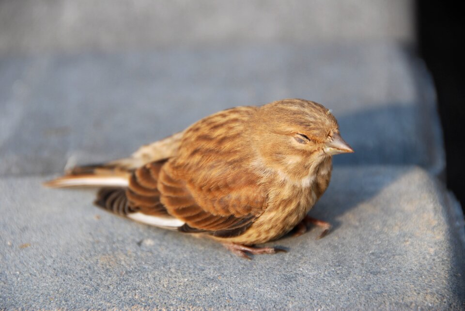 Nature pen sleepy bird
