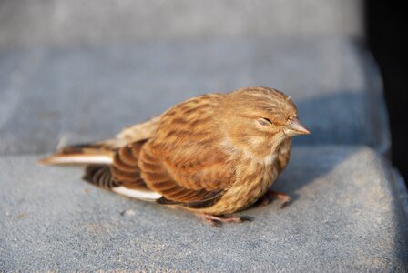 Nature pen sleepy bird