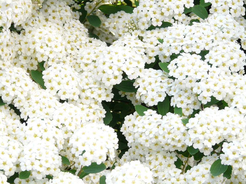Hedge spiraea x vanhouttei spierstrauch