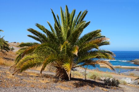 Canary islands beach vacations photo