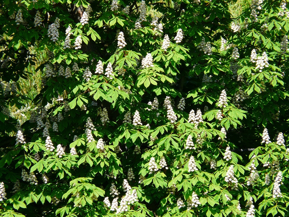 Leaves white flowers