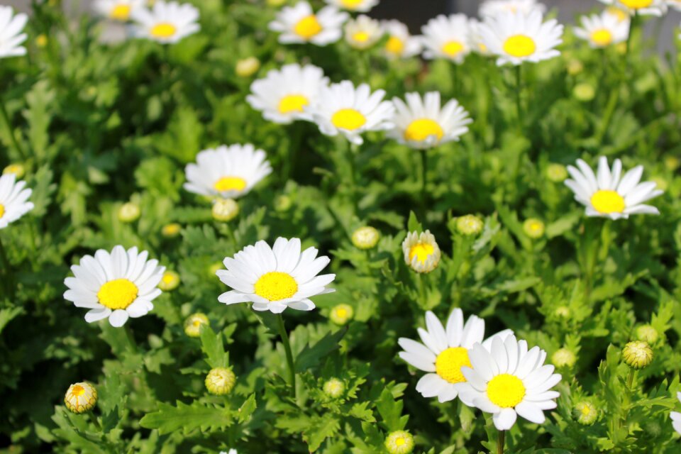 Nature a flower garden chrysanthemum