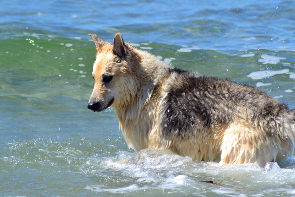 Dog hybrid sled dog