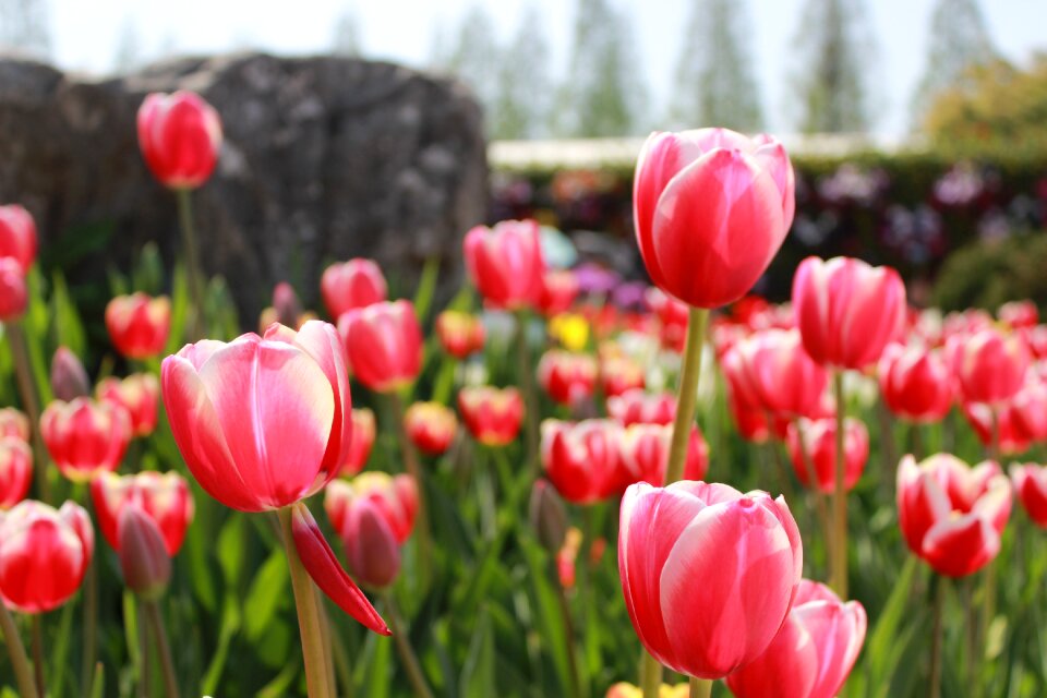 Spring plants nature