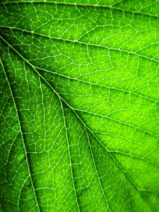 Green green leaf leaf veins photo
