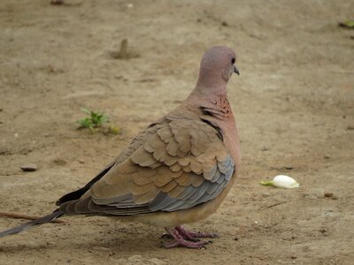 Birds indian birds