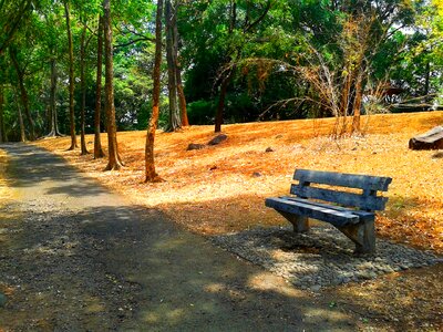 Relax wood nature