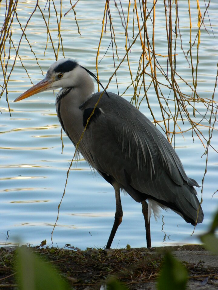 Heron bird pond
