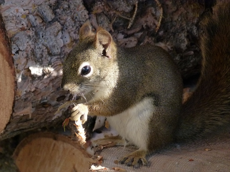 Nature wildlife cute