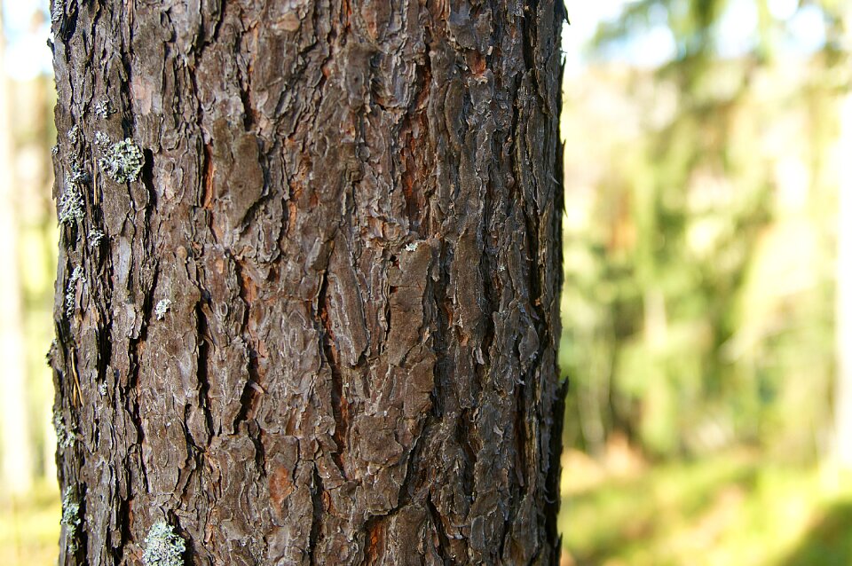 Tree finland environment