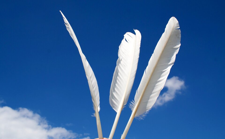 Slightly ease bird feathers