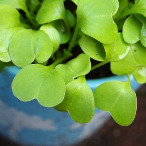 Hearts plants nature